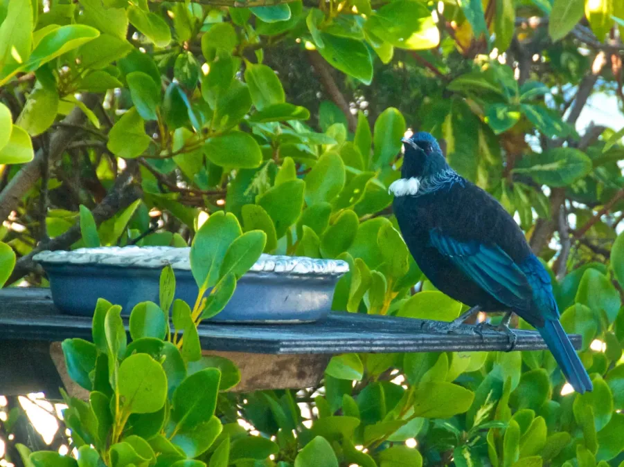 File:Prosthemadera novaeseelandiae at Kaka Point.jpg