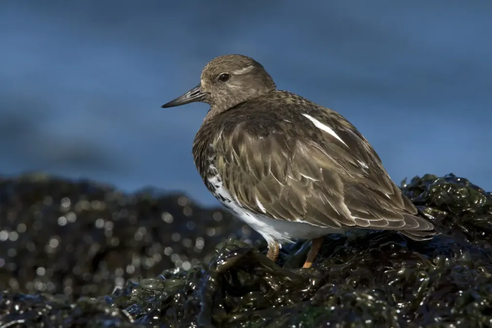 File:Black Turnstone (Arenaria melanocephala).jpg