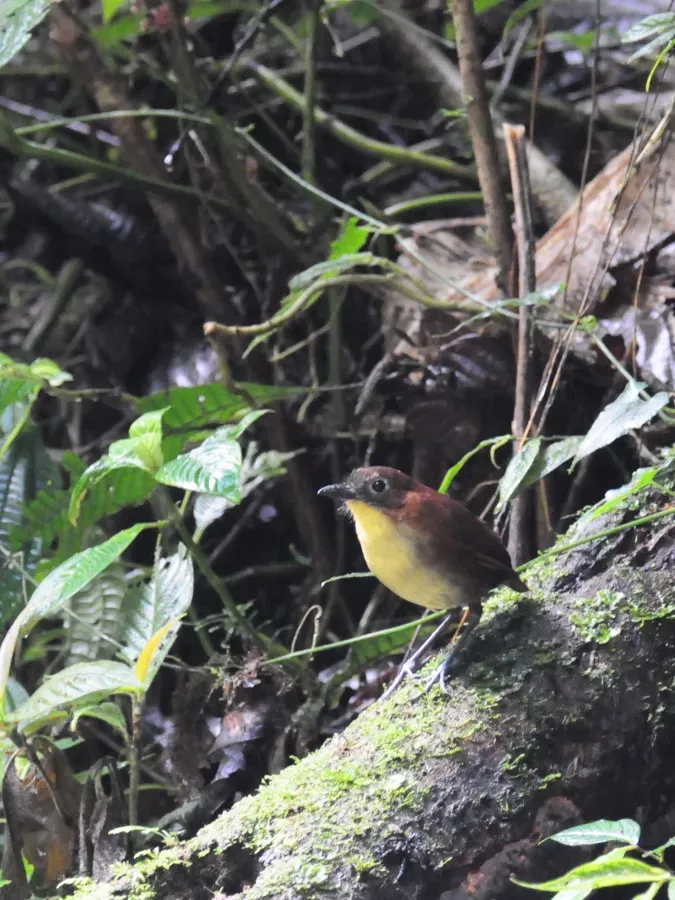 File:Grallaria flavotincta -Mindo, Ecuador-8.jpg