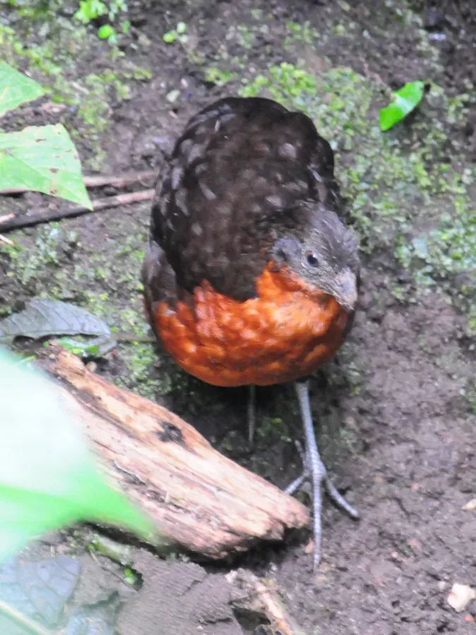 File:Odontophorus melanonotus -Mindo, Ecuador-6 (2).jpg