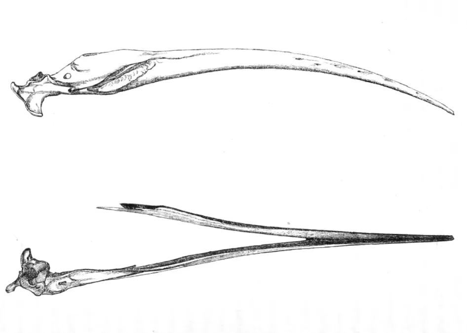 File:Aphanapteryx bonasia mandible 1869.jpg