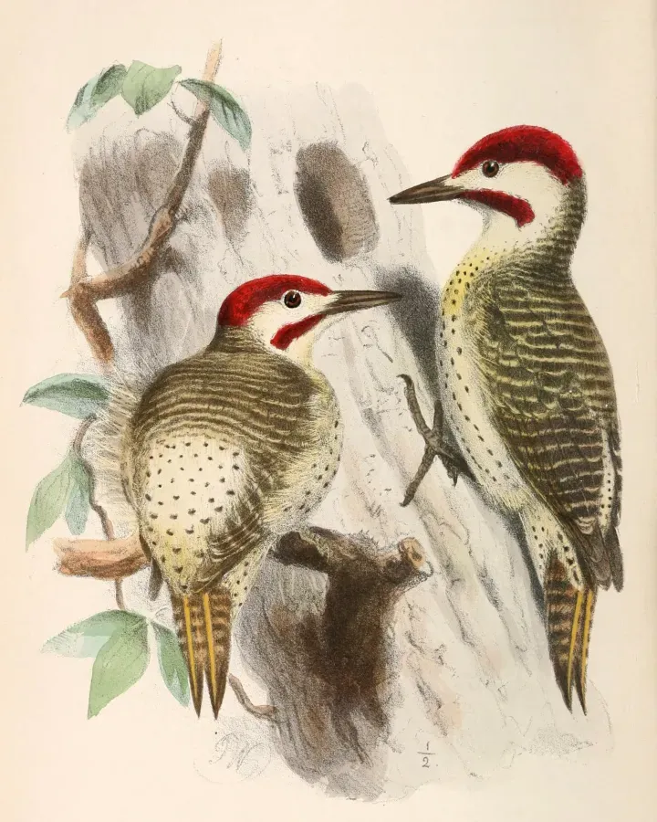File:Campethera bennettii capricorni 1869.jpg