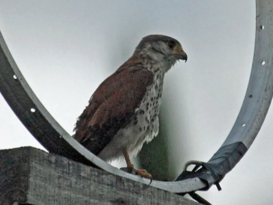 File:Falco newtoni -Morondava, Madagascar-4.jpg