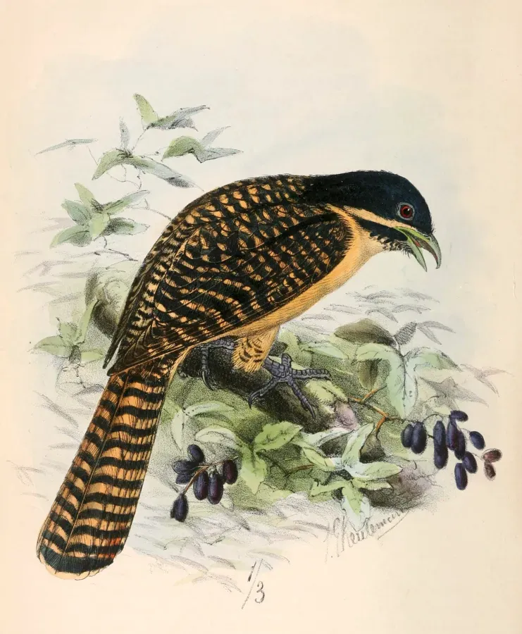 File:Eudynamys orientalis 1869.jpg
