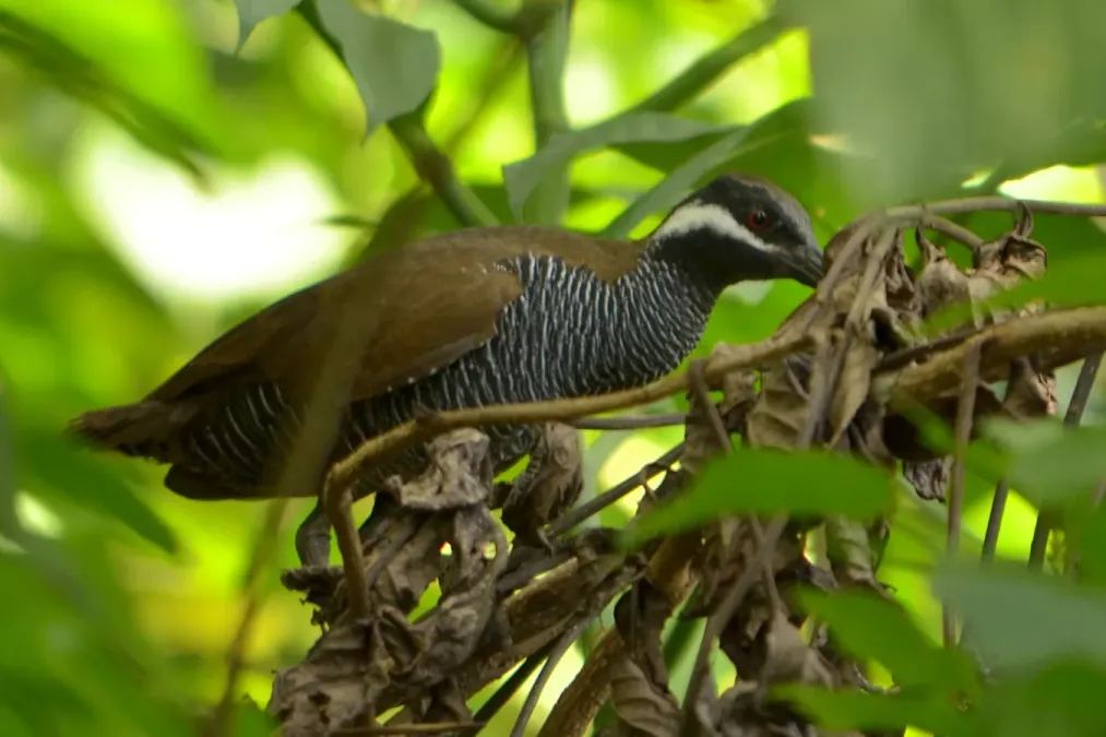 File:Gallirallus torquatus celebensis.JPG