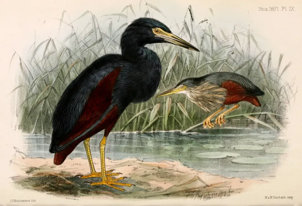 File:Ardeola rufiventris 1871.jpg
