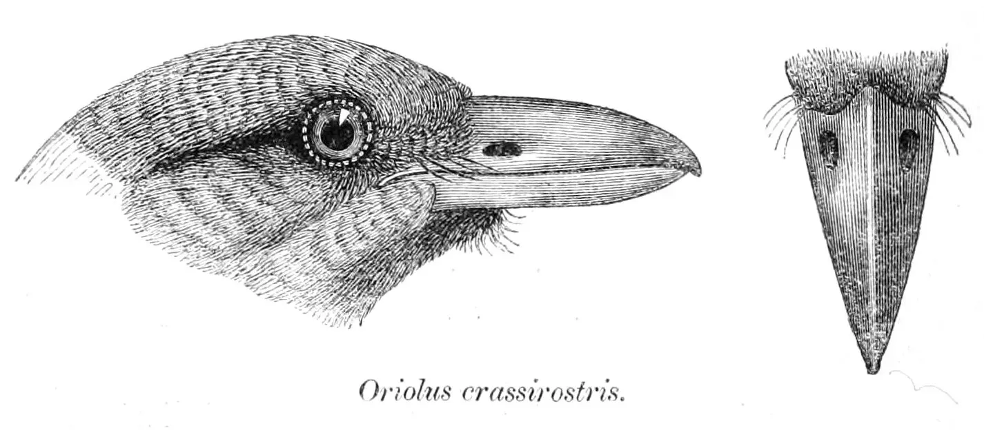 File:Oriolus crassirostris 1870.jpg