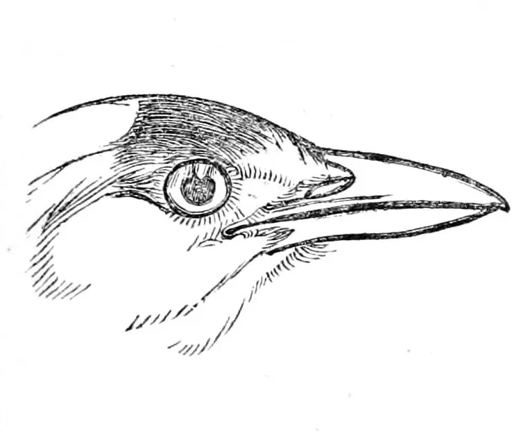 File:Erythropitta granatina coccinea head 1870.jpg