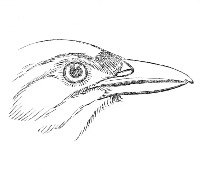 File:Erythropitta granatina granatina head 1870.jpg