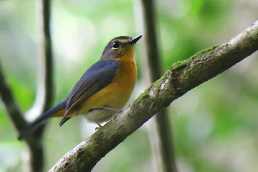 File:Cyornis rufigastra omissus.JPG