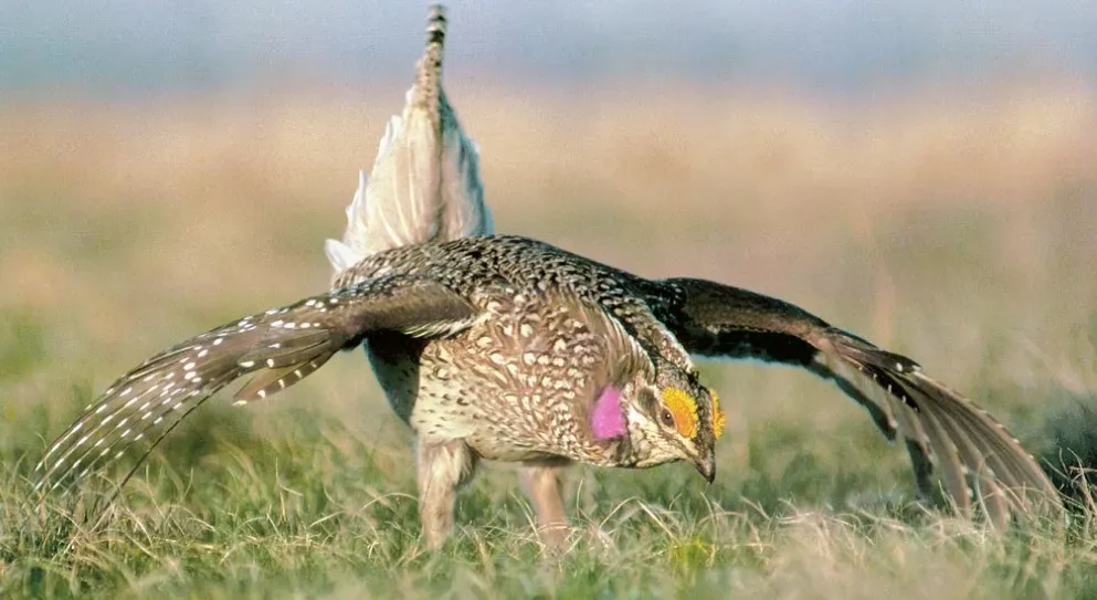File:Tympanuchus phasianellus 2.jpg