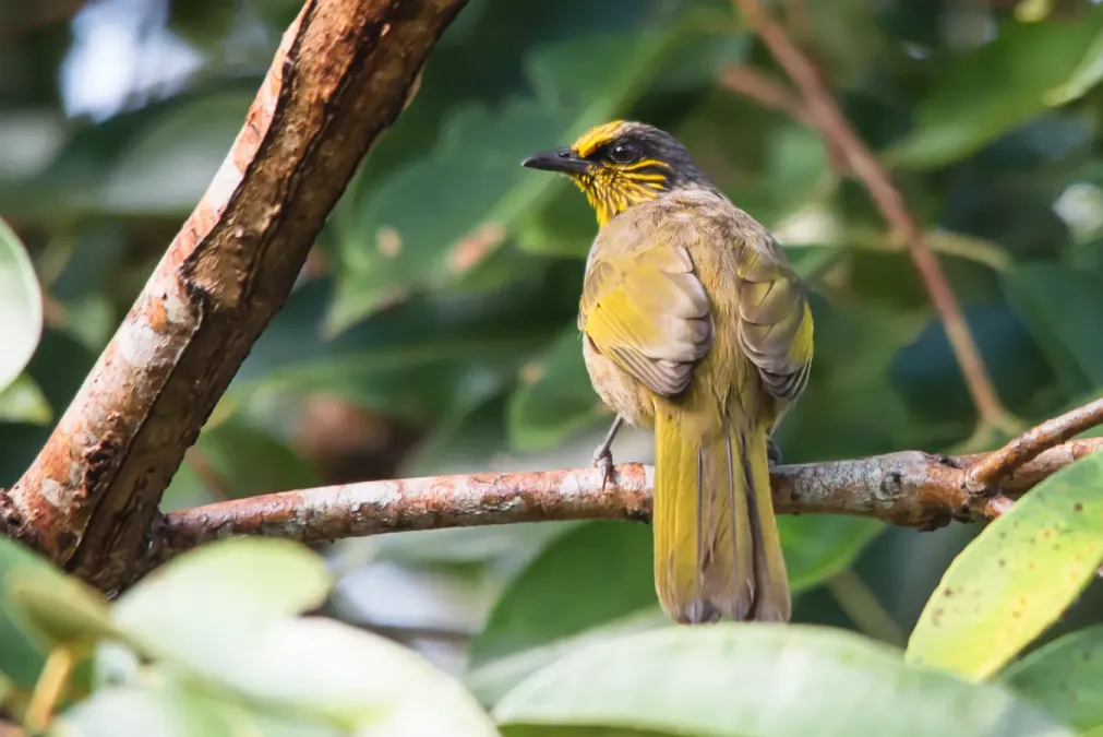 File:Stripe-throated bulbul, Pycnonotus finlaysoni.jpg