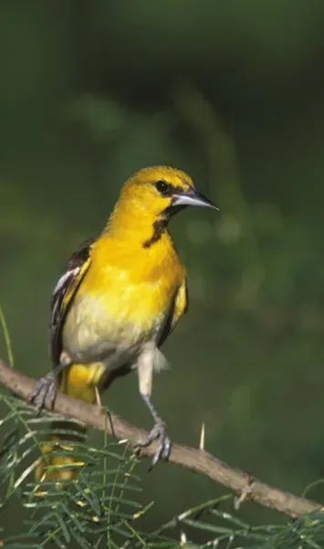 File:Icterus bullockii fws.jpg