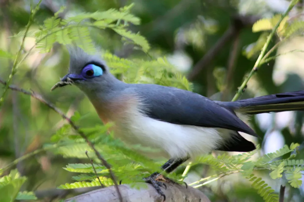 File:Crested coua coua cristata.jpg