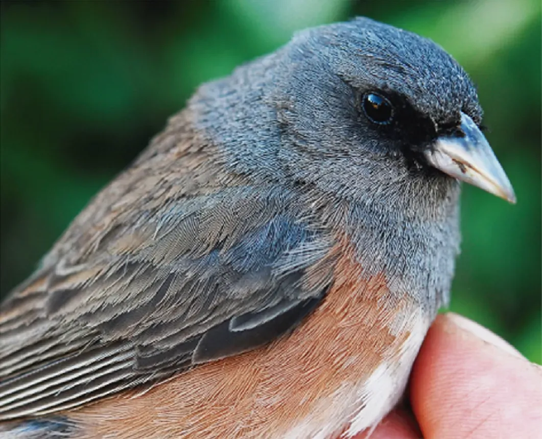 File:Junco insularis Pau Aleixandre.jpg