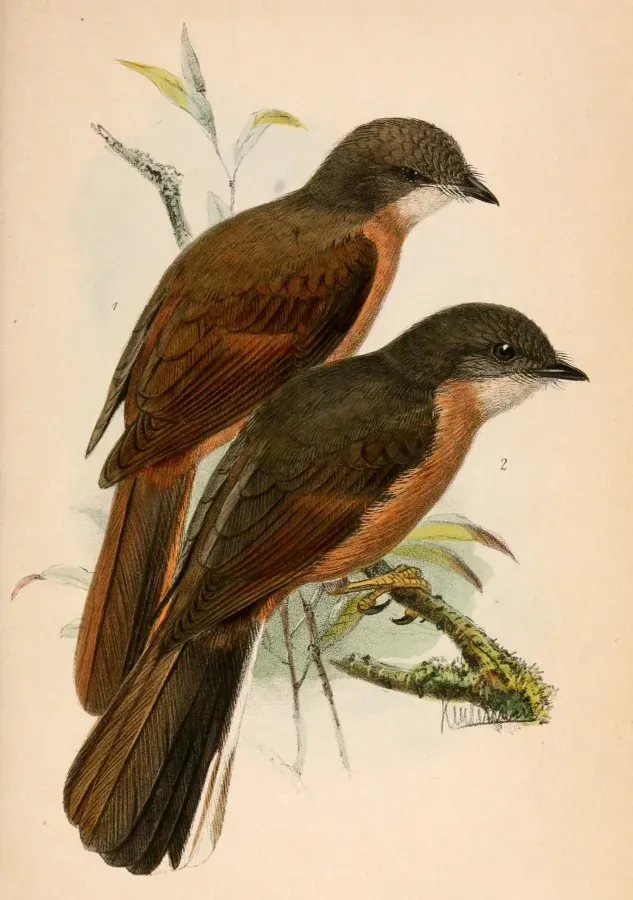 File:Stizorhina fraseri rubicunda & Stizorhina finschi 1870.jpg