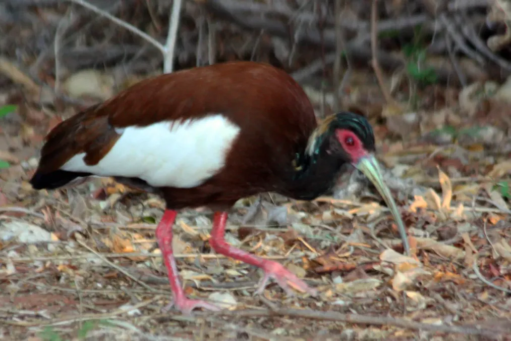 File:Madagascar crested ibis Lophotibis cristata.jpg