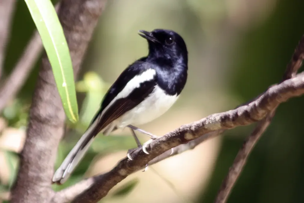 File:Madagascar magpie-robin copsychus albospecularis male.jpg