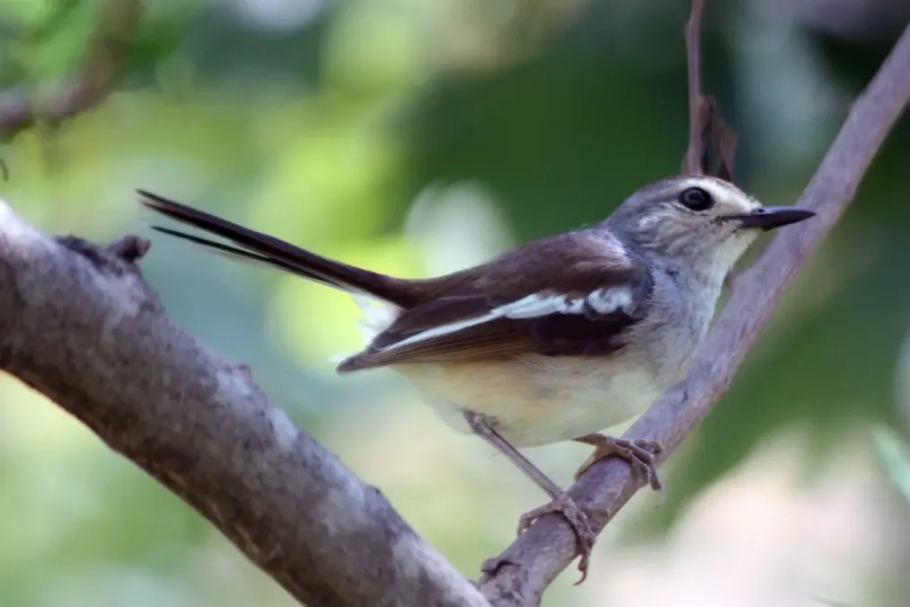 File:Madagascar magpie-robin copsychus albospecularis female.jpg