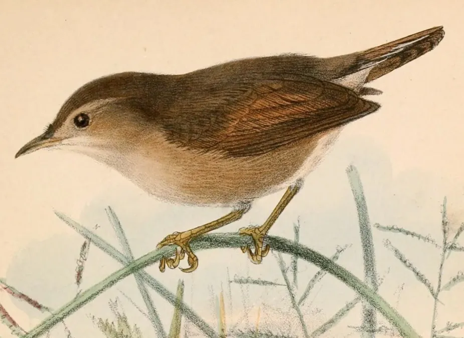 File:Cisticola brachypterus brachypterus 1870.jpg