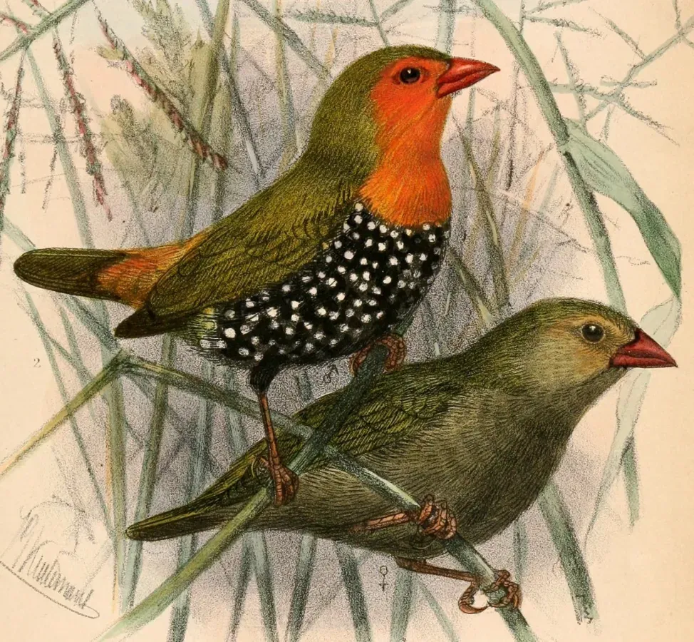 File:Mandingoa nitidula schlegeli 1870.jpg