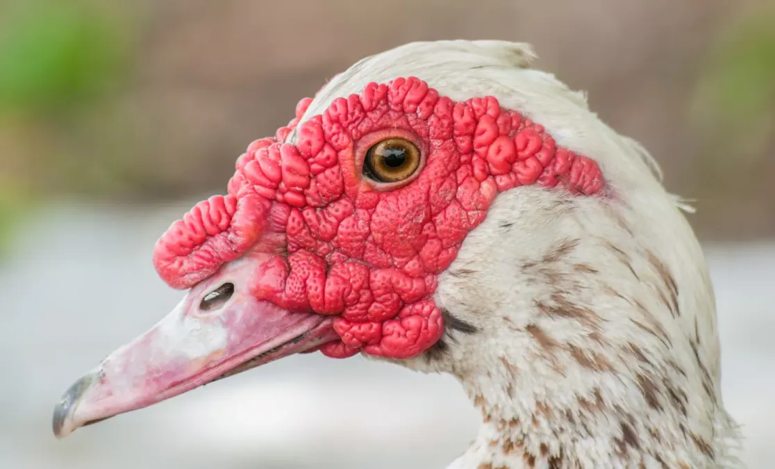 File:Cairina moschata momelanotus head.jpg