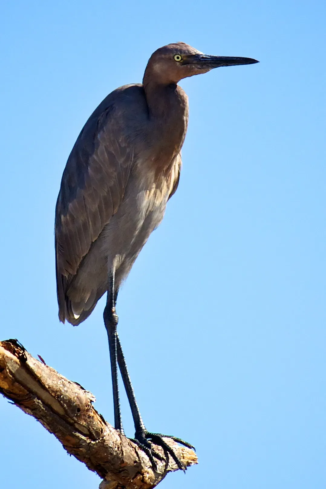 File:Reddish Egret (Egretta rufescens) (6307253500).jpg