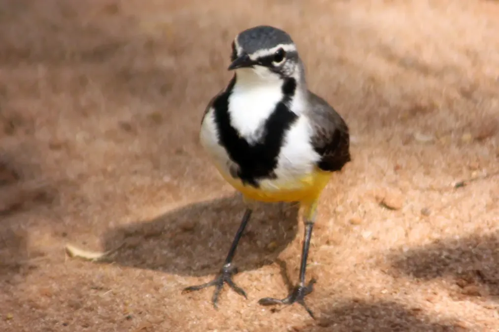 File:Madagascar Wagtail motacilla flaviventris.jpg