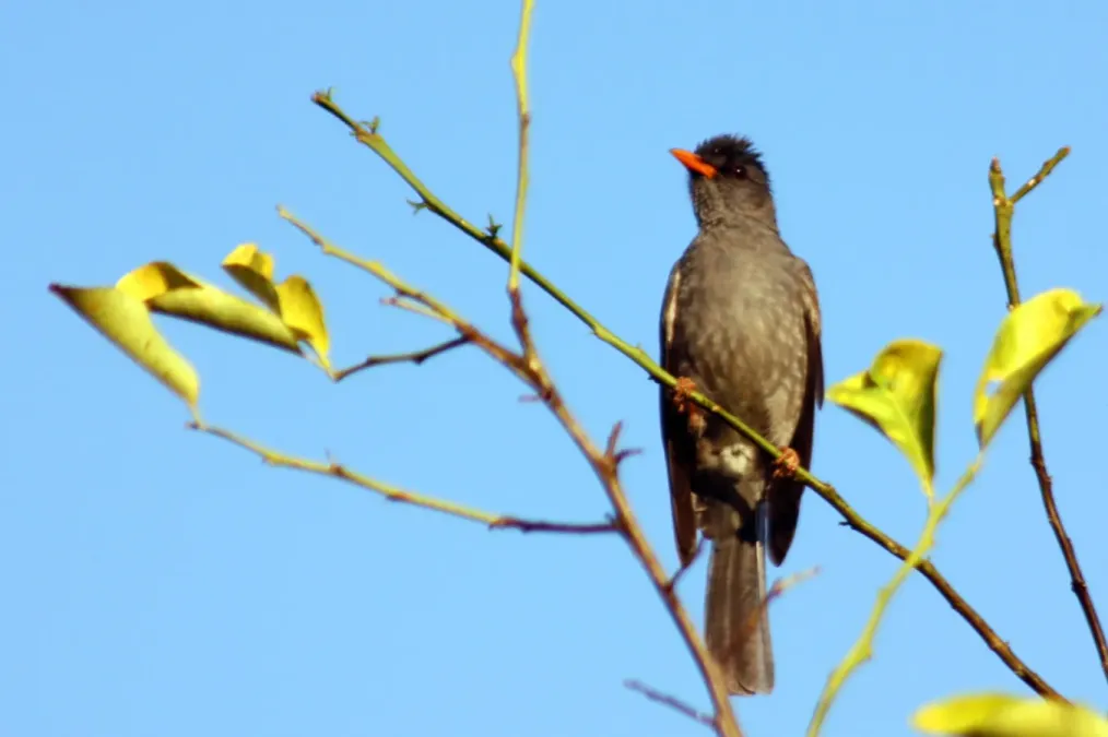 File:Madagasy bulbul hypsipetes madagascariensis.jpg