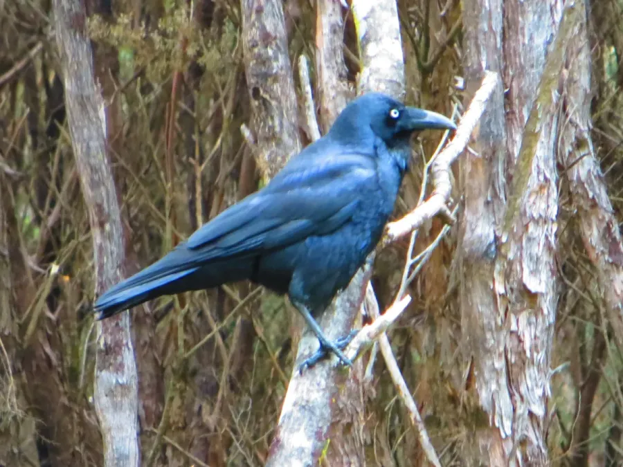 File:Corvus tasmanicus-03.JPG
