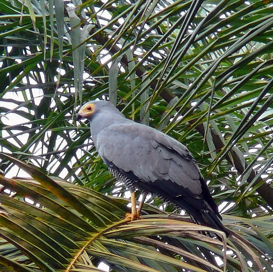 File:Polyboroides typus 0005.jpg