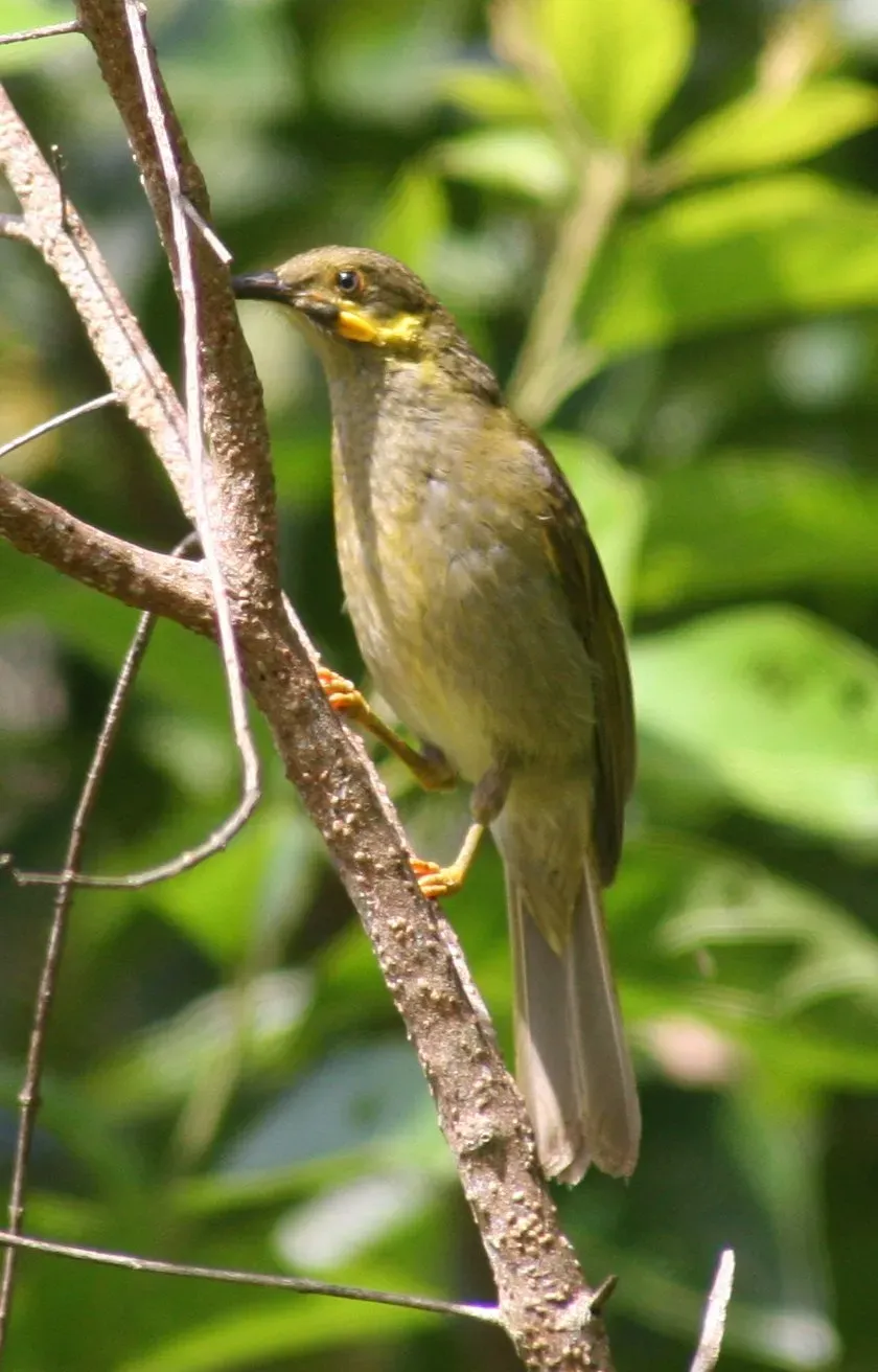 File:Foulehaio carunculatus1.jpg