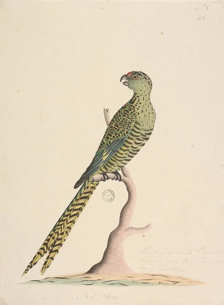 File:SLNSW 823101 f50 Ground Parrot Pezoporus wallicus.jpg