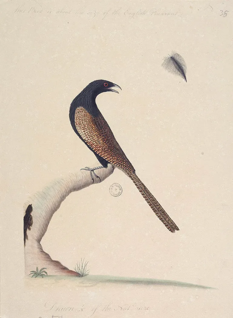 File:SLNSW 823098 f47 Pheasant Coucal Centropus phasianinus.jpg