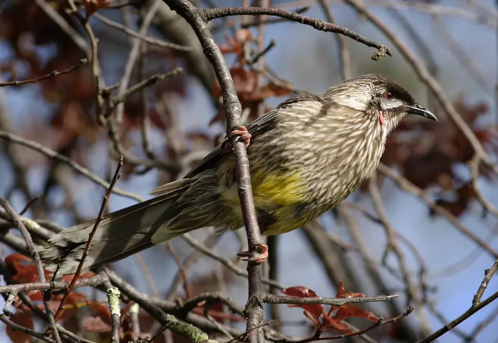 File:Red Wattlebird Anthochaera carunculata.jpg