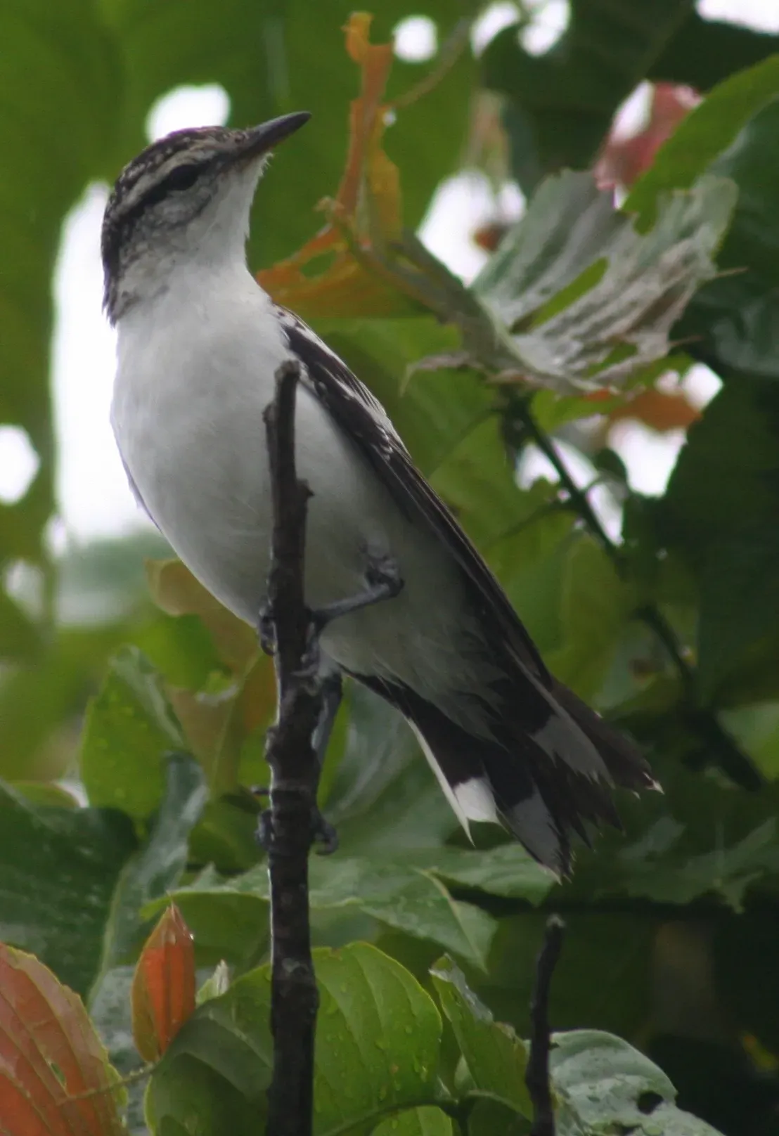 File:Lalage maculosa close up.jpg
