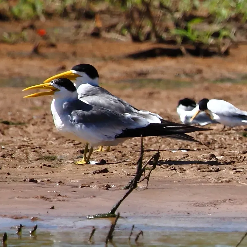 File:Phaetusa simplex - Large-billed Tern.jpg