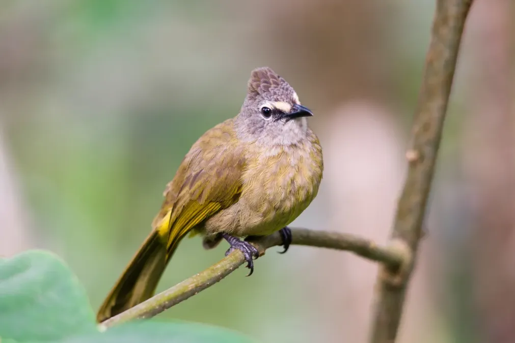 File:Flavescent bulbul, pycnonotus flavescens.jpg