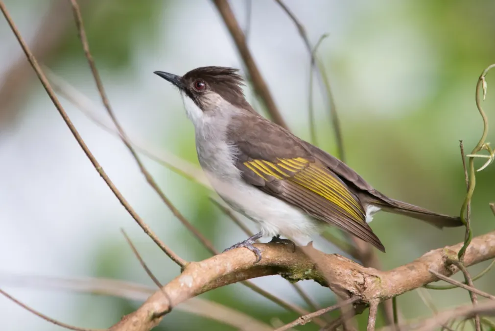 File:Hemixos flavala, ashy bulbul.jpg