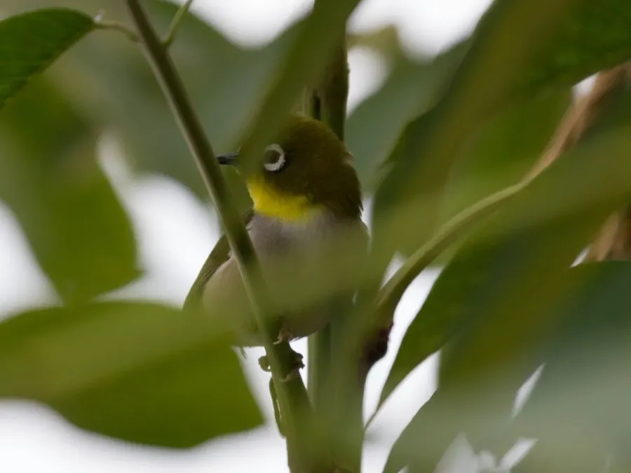 File:Zosterops maderaspatanus Masoala-Halle 1.jpg
