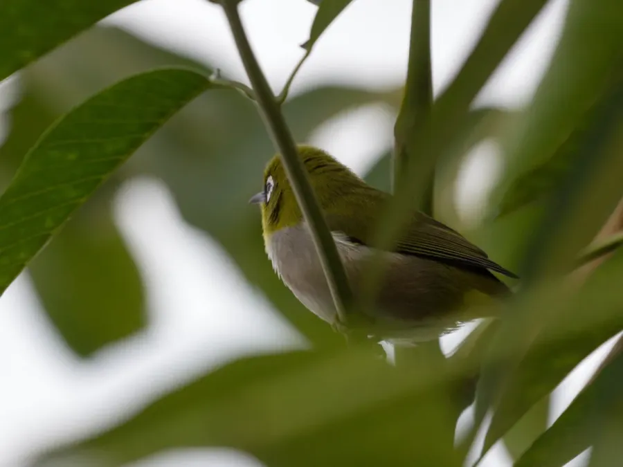 File:Zosterops maderaspatanus Masoala-Halle 2.jpg