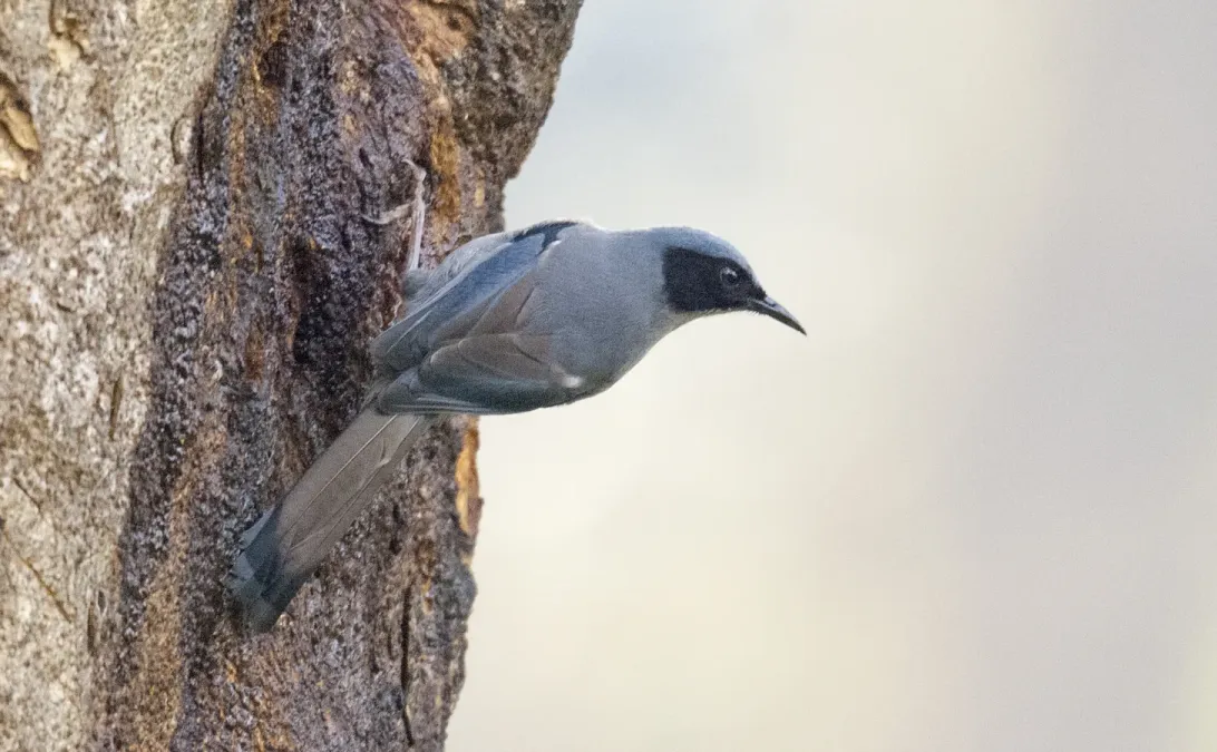 File:Heterophasia pulchella.jpg