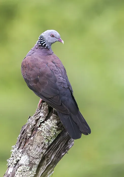 File:Nilgiri wood pigeon (Columba elphinstonii).jpg