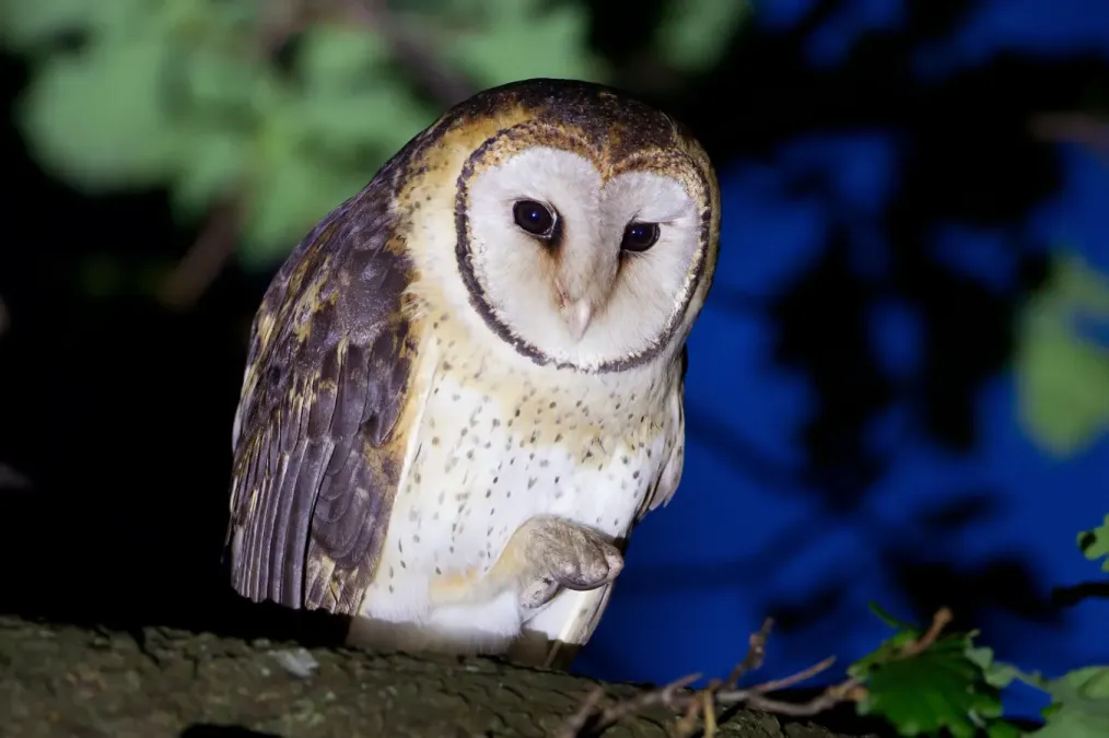 File:Tyto novaehollandiae castanops male 1 - Port Arthur.jpg