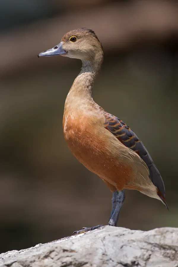 File:Dendrocygna javanica - Chiang Mai.jpg