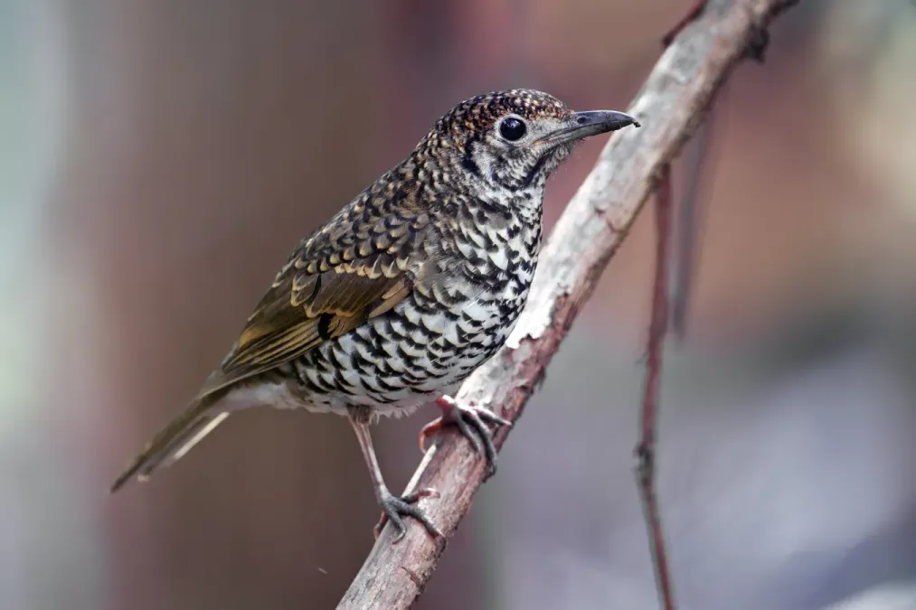File:Zoothera lunulata - Southwest National Park.jpg