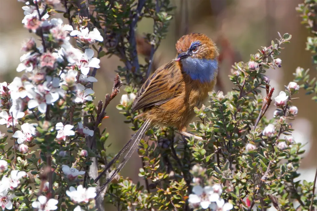 File:Stipiturus malachurus - Southwest National Park.jpg