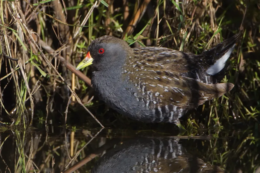 File:Porzana fluminea - Gould's Lagoon.jpg