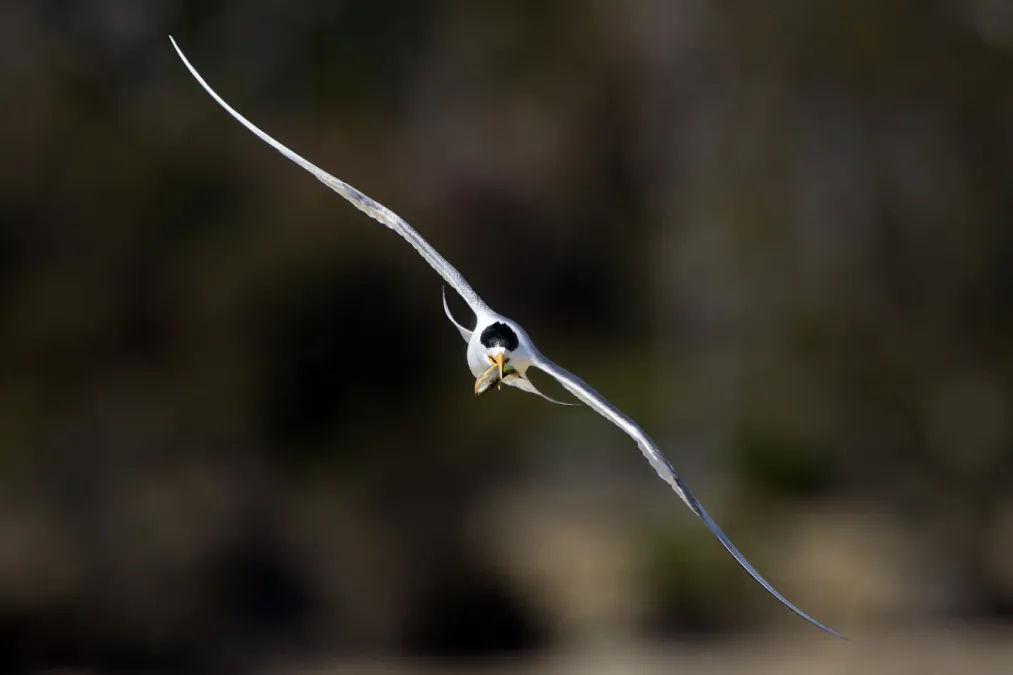 File:Thalasseus bergii - Marion Bay.jpg