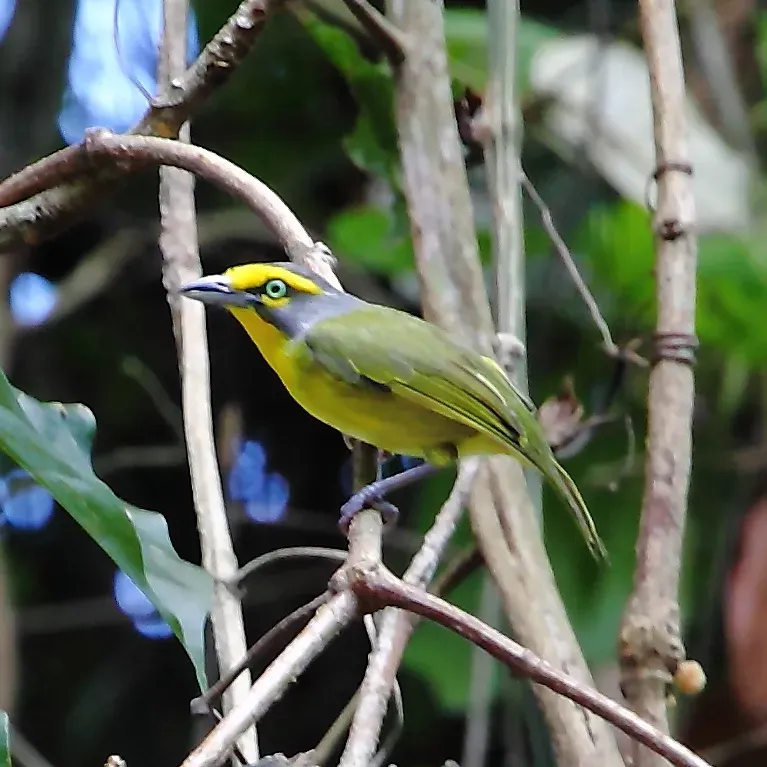 File:Vireolanius leucotis - Slaty-capped Shrike-Vireo.JPG
